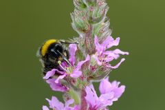 Hummel bei Nahrungsaufnahme