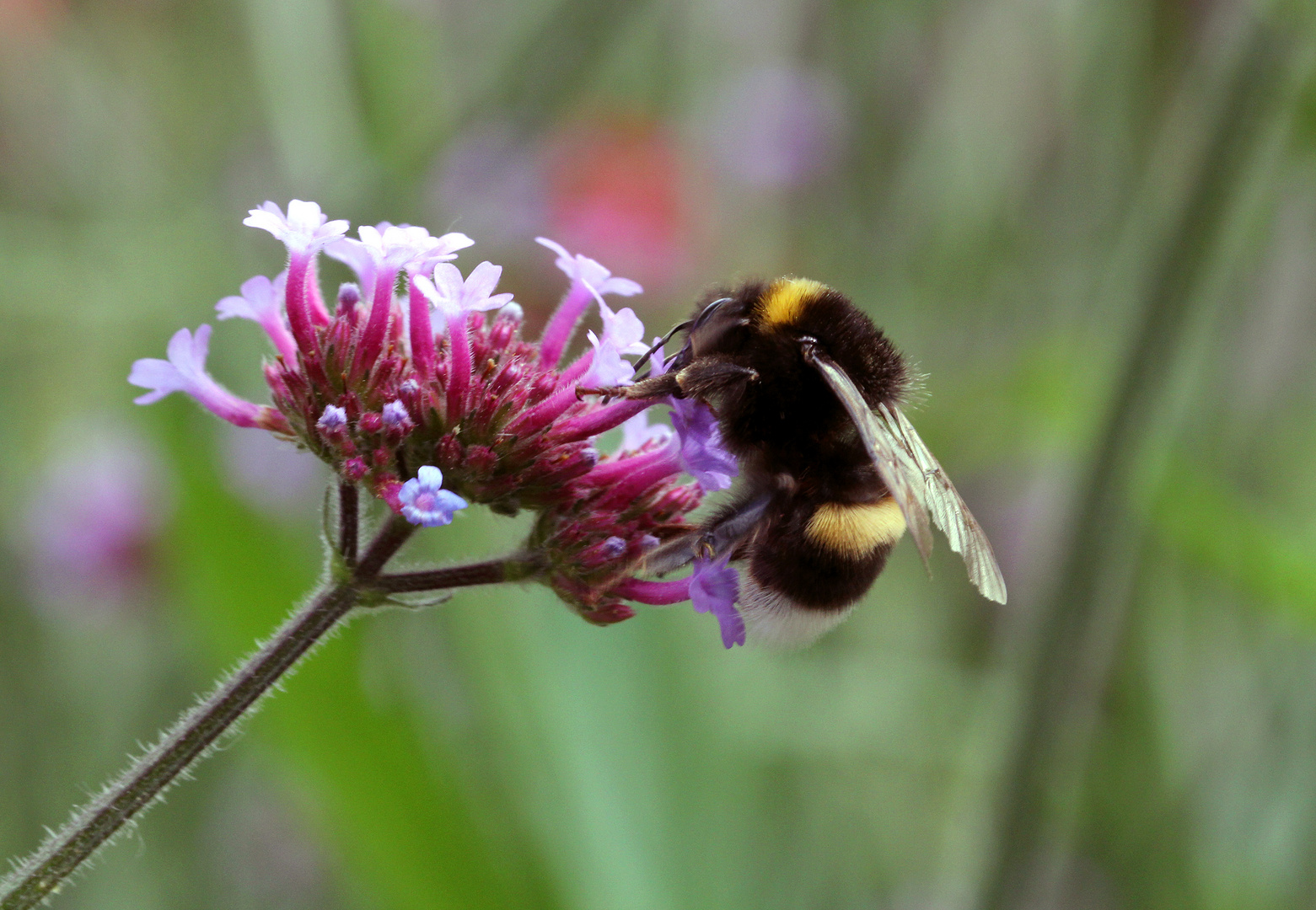 Hummel bei Nahrungsaufnahme (Bombus terrestris)