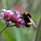 Hummel bei Nahrungsaufnahme (Bombus terrestris)