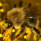 Hummel bei Sammeln auf dem Balkon