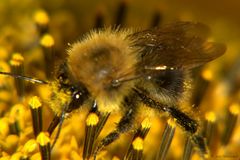 Hummel bei Sammeln auf dem Balkon