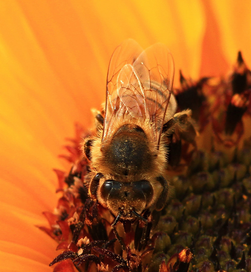 Hummel bei Sammeln