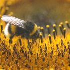 Hummel bei Sonnenblumenmahlzeit