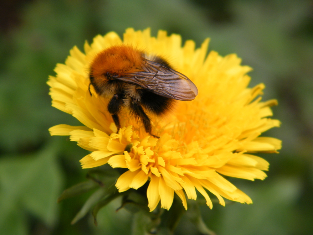 Hummel bei uns im Garten