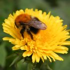 Hummel bei uns im Garten