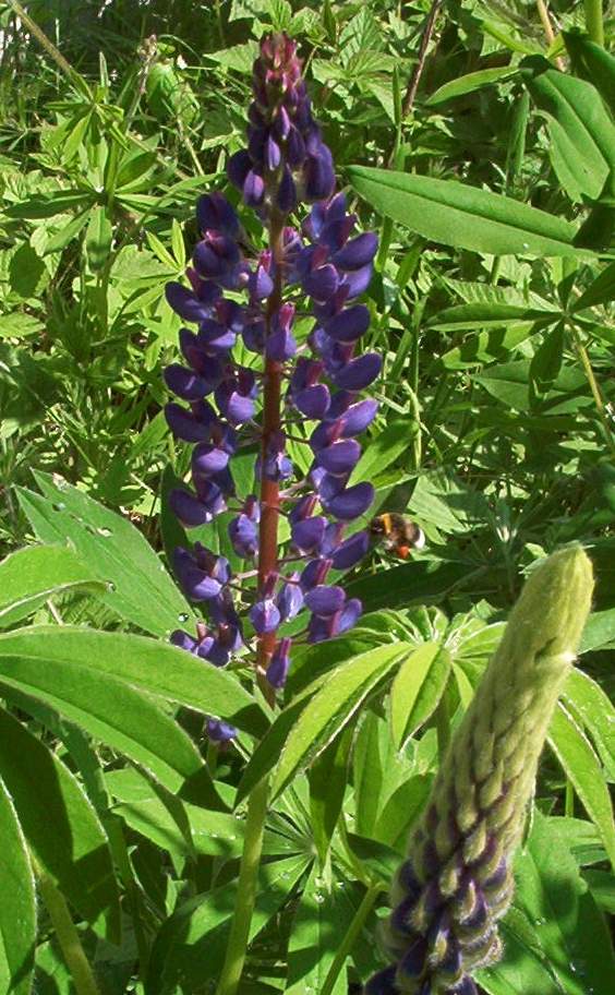 Hummel beim 11:00Frühstück an einer Lupinie