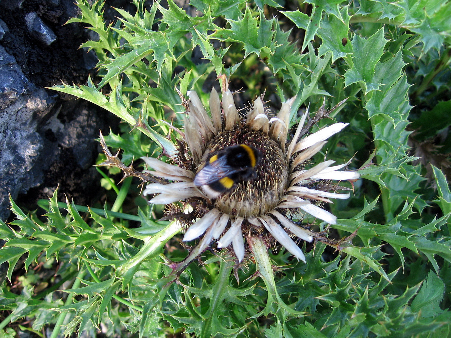 Hummel beim Abendbrot ....