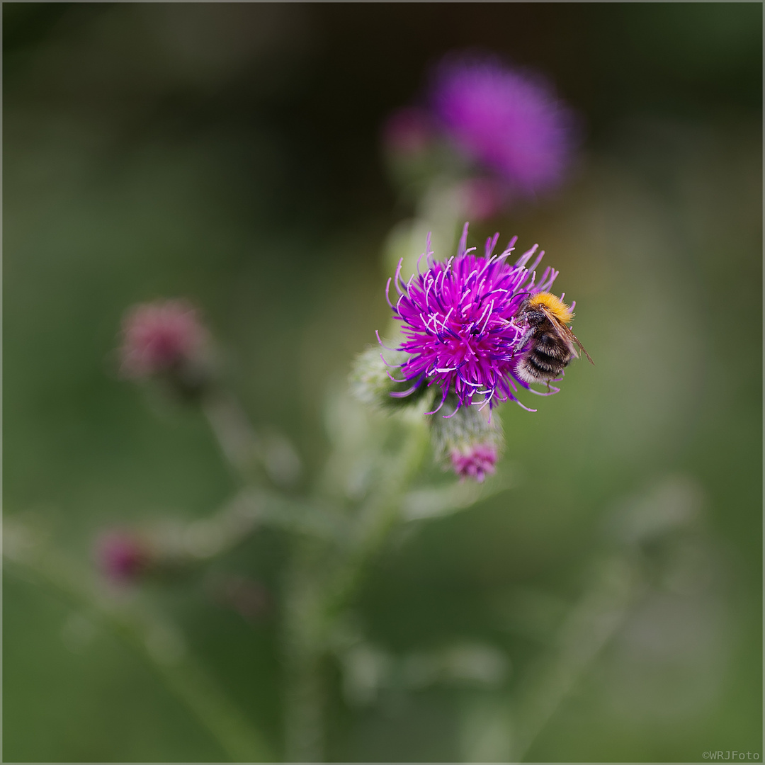 Hummel beim Abendbrot