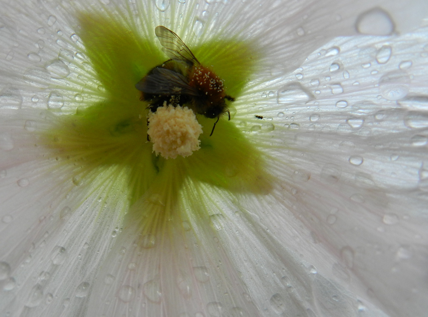 Hummel beim Abendessen