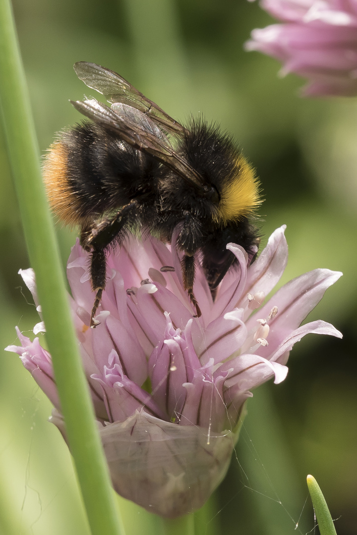 Hummel beim Abendessen