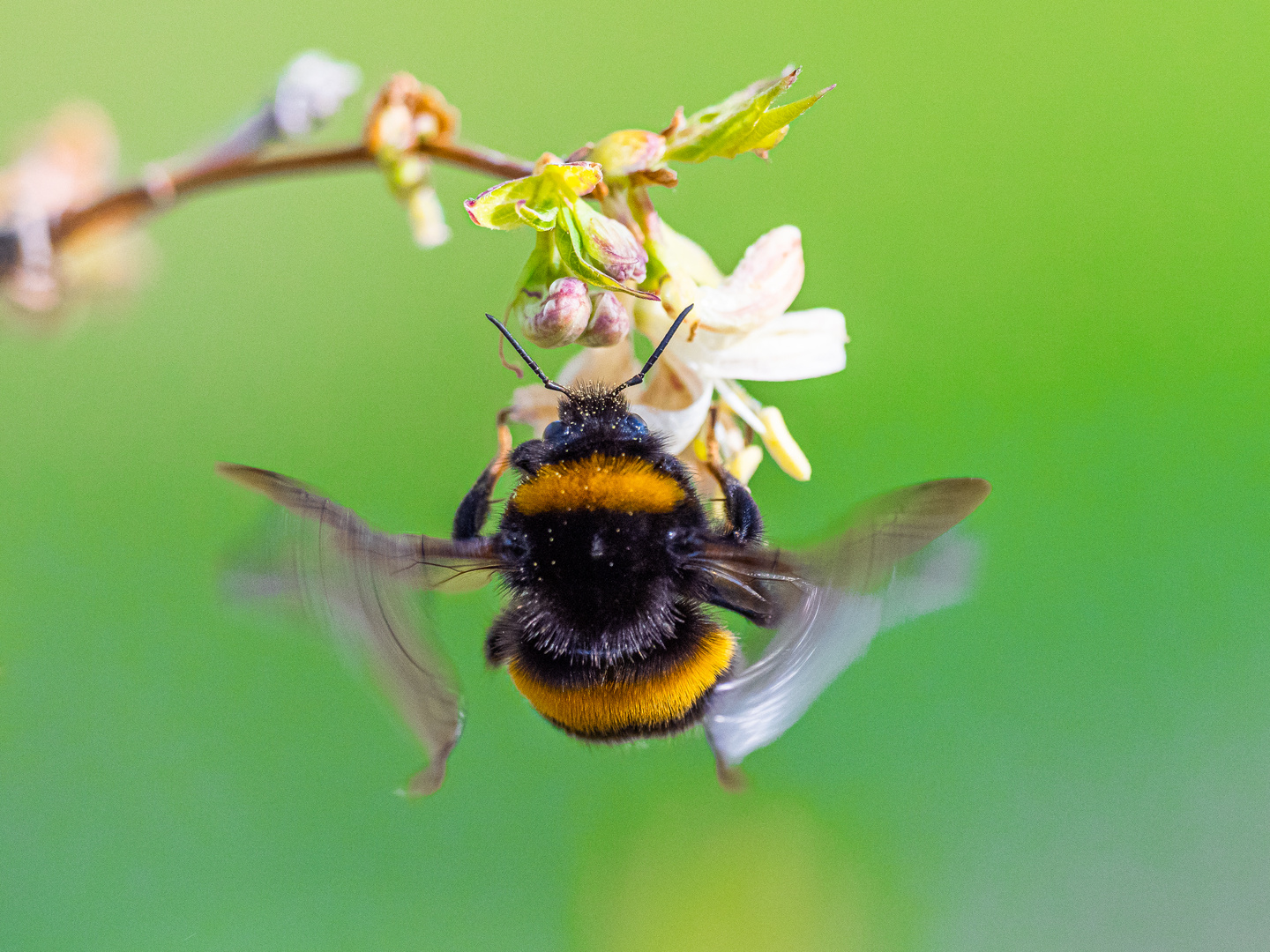 Hummel beim Abflug