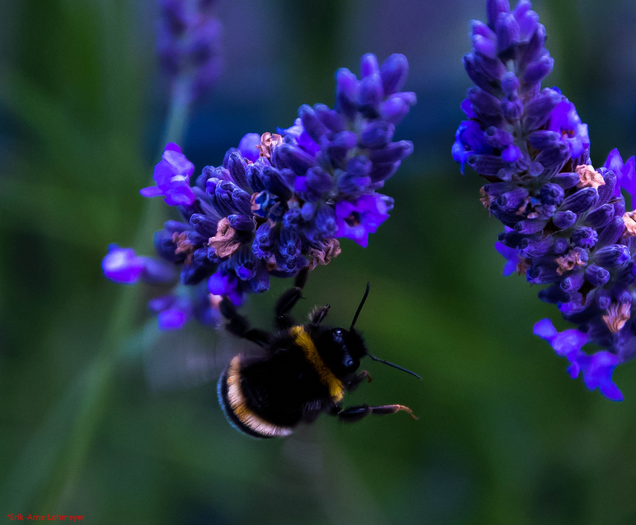 Hummel beim Abflug 