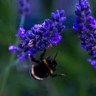 Hummel beim Abflug 