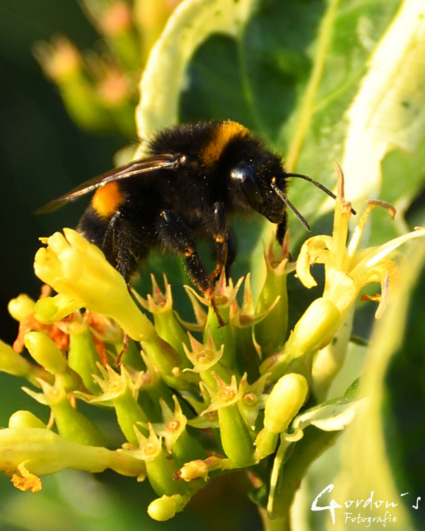 Hummel beim abstauben