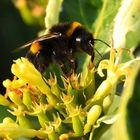 Hummel beim abstauben