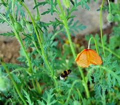 Hummel beim Anflug auf eine Klatschmohnblüte.