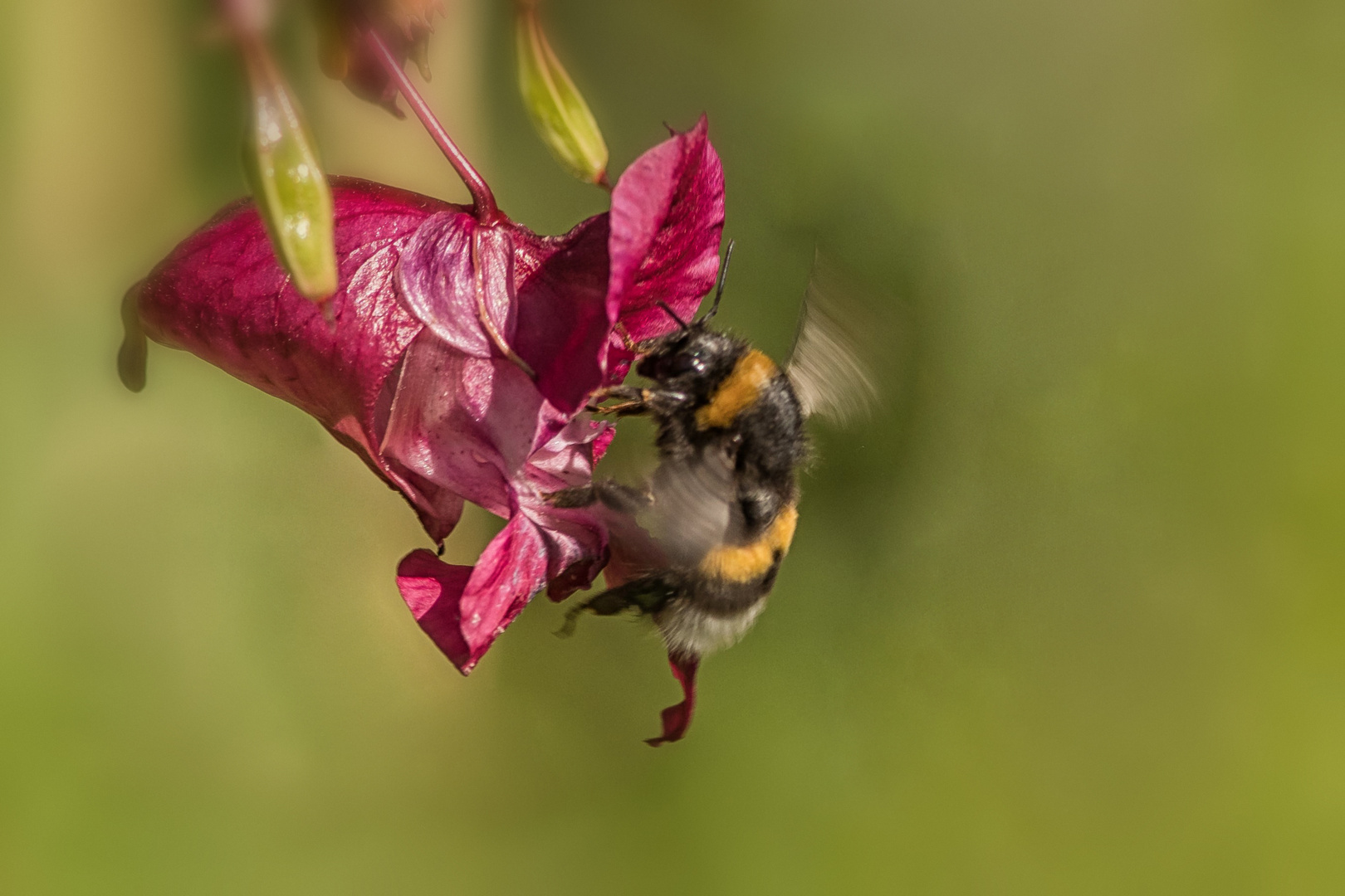 Hummel beim Anflug auf Springkraut