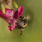 Hummel beim Anflug auf Springkraut