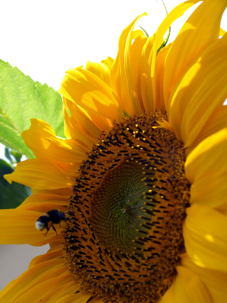 Hummel beim Anflug einer Sonnenblume