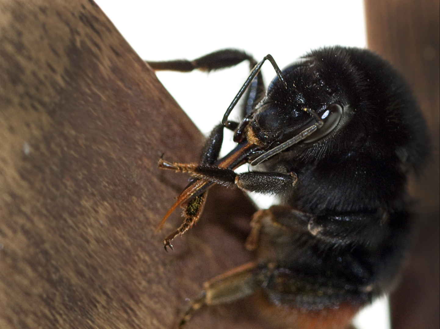 Hummel beim aufwärmen des Triebwerks