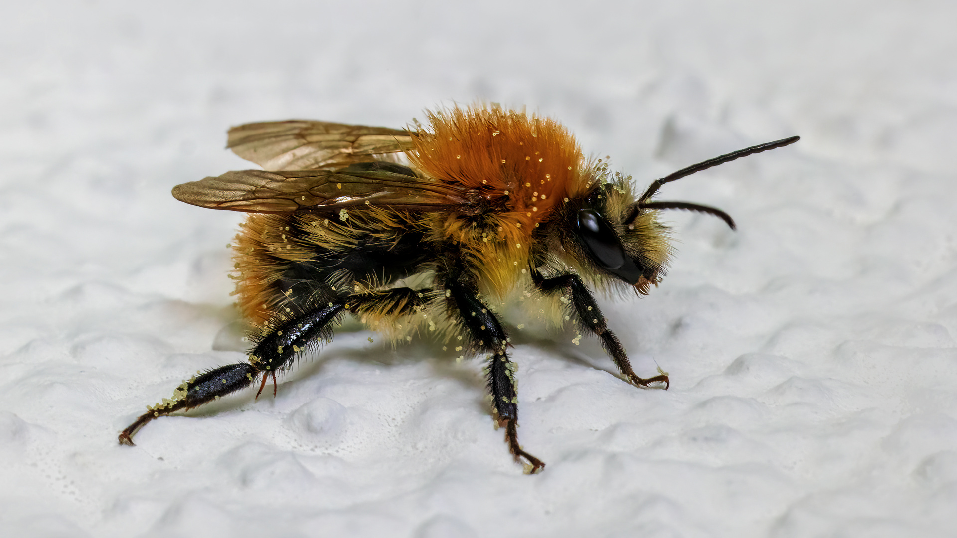 Hummel beim Ausruhen