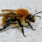 Hummel beim Ausruhen