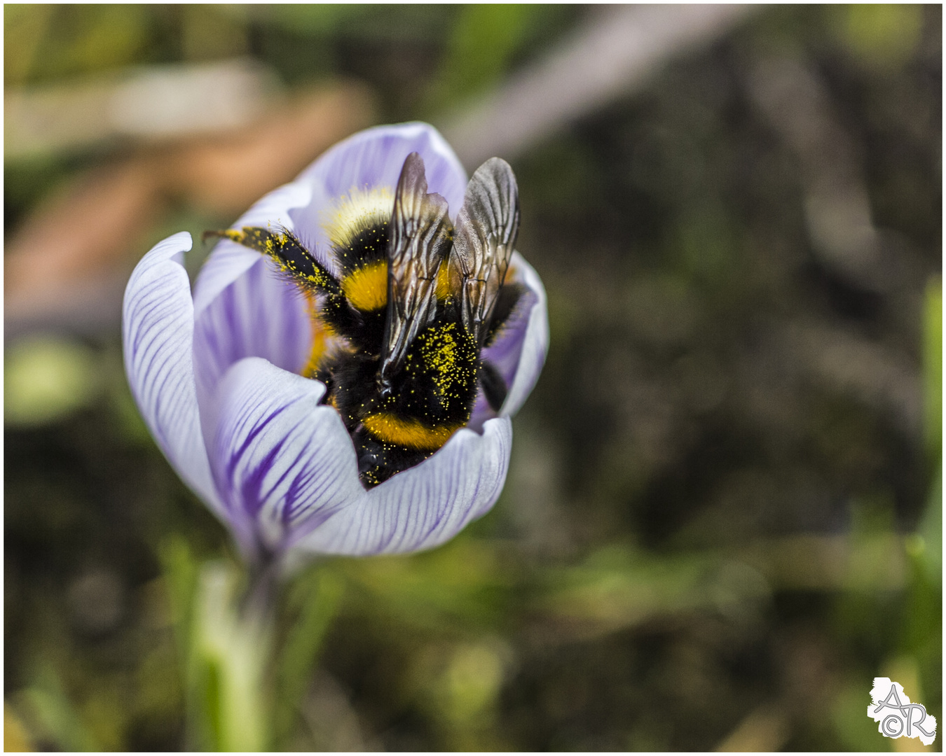 Hummel beim bestäuben