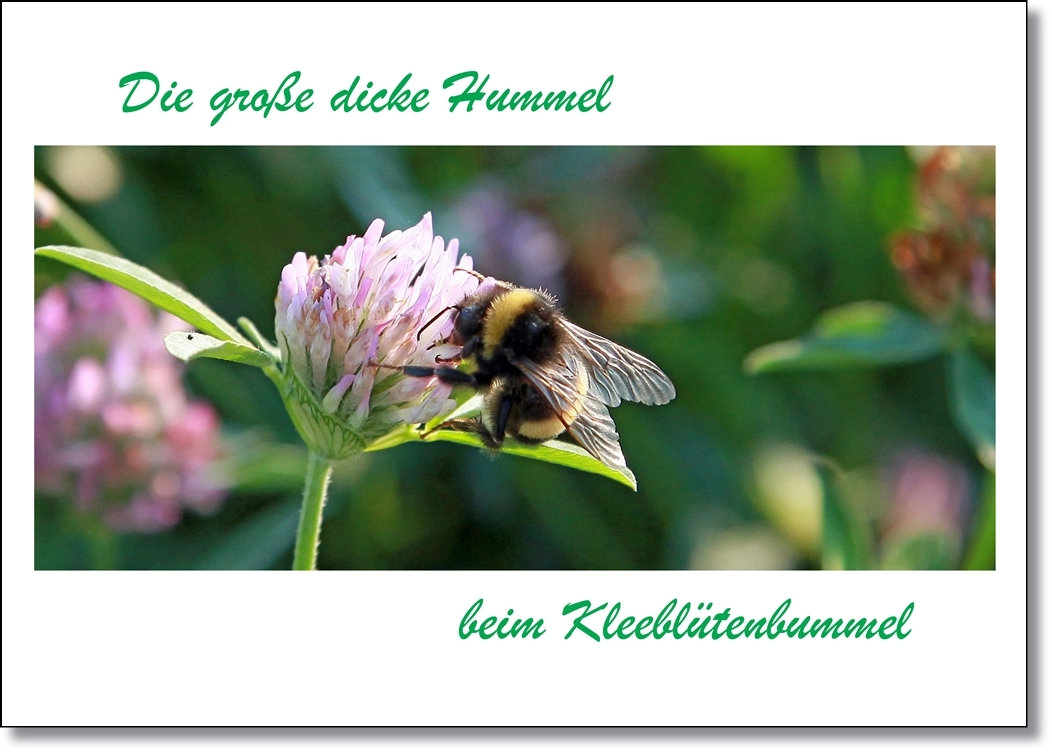 Hummel beim Bummel