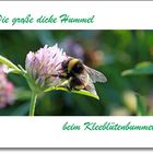 Hummel beim Bummel