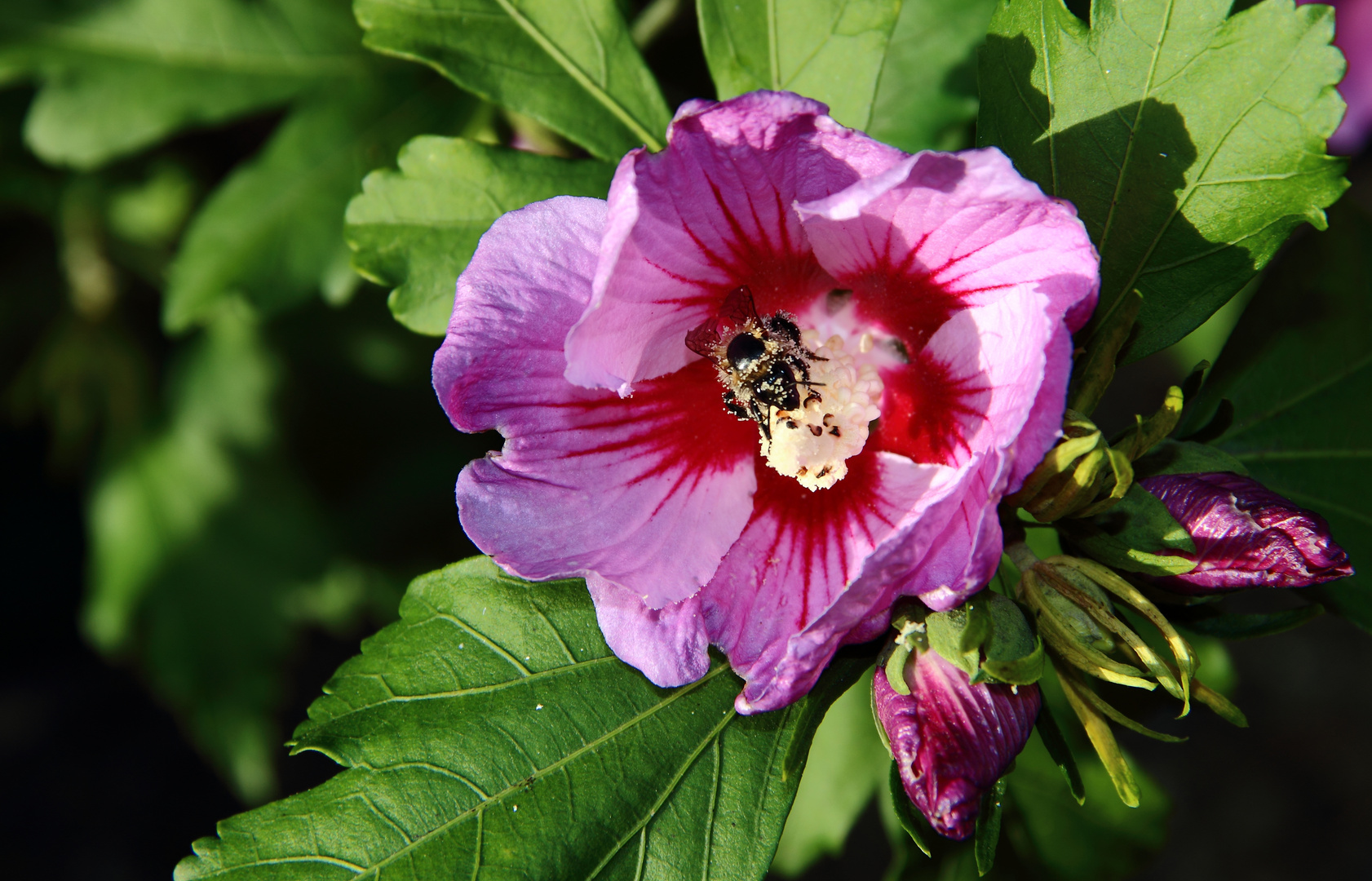 Hummel beim bummeln :-)