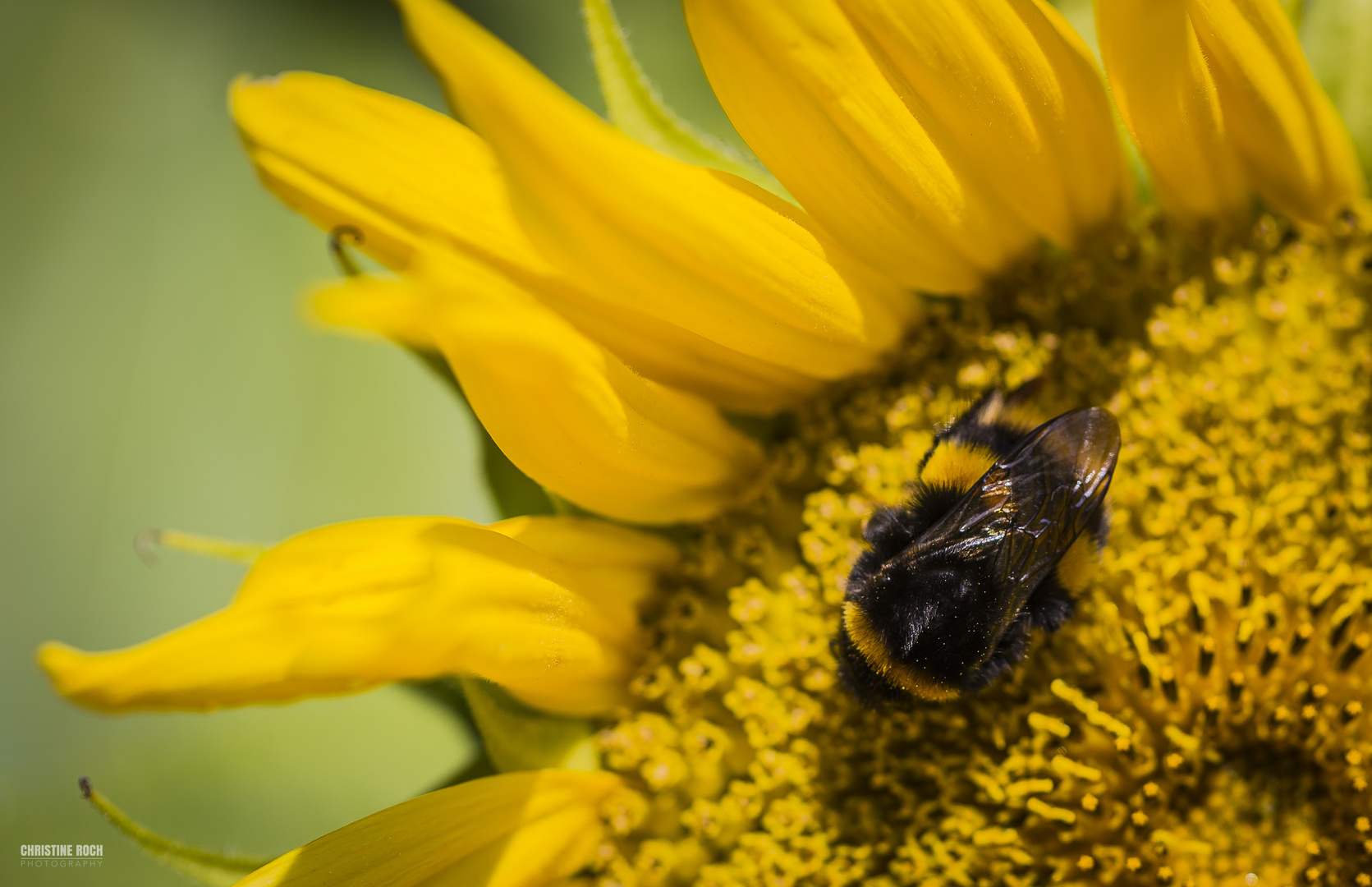 Hummel beim bummeln