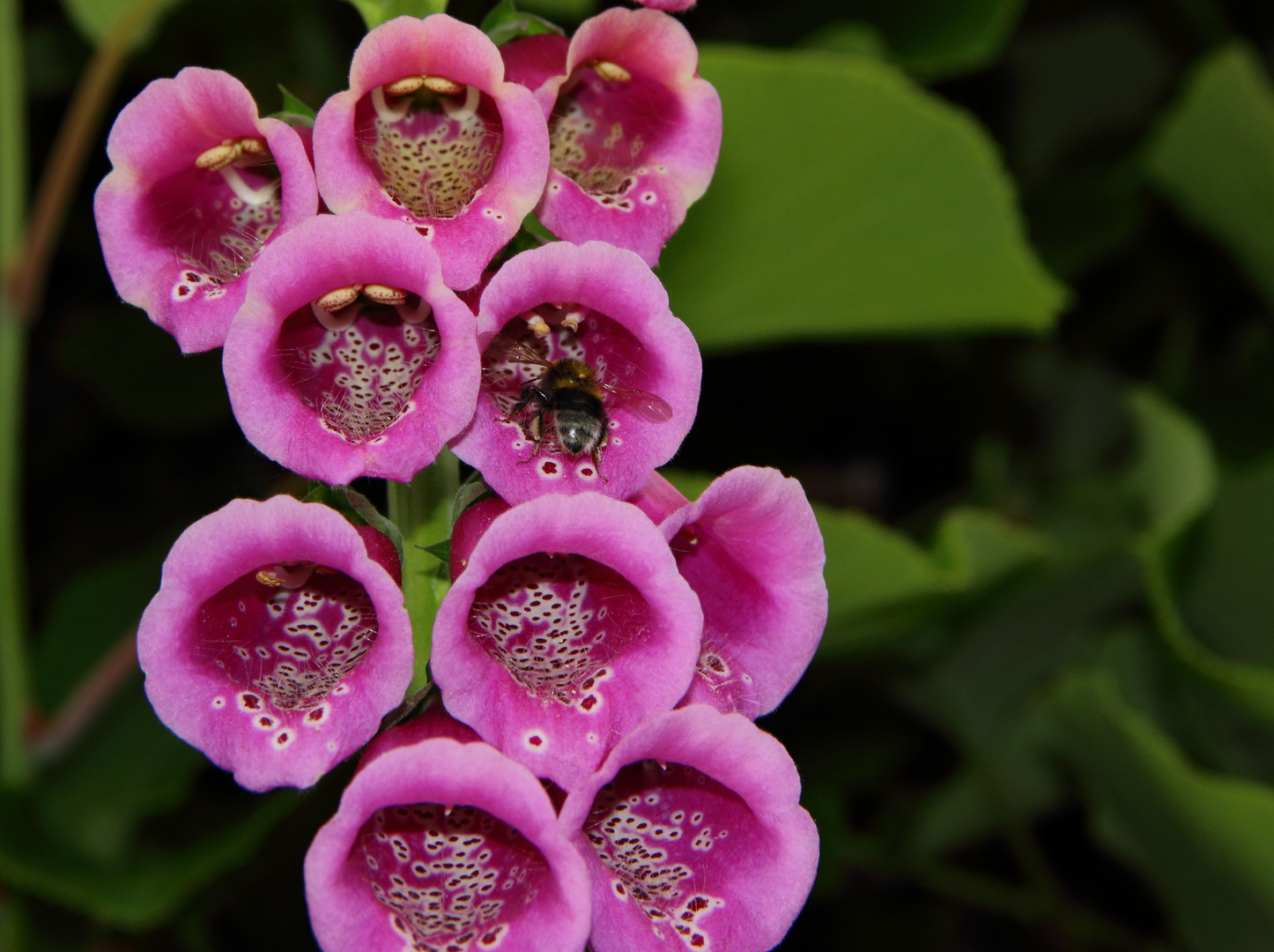 Hummel beim bummeln im Fingerhut