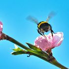 Hummel beim durchstarten in den Frühling