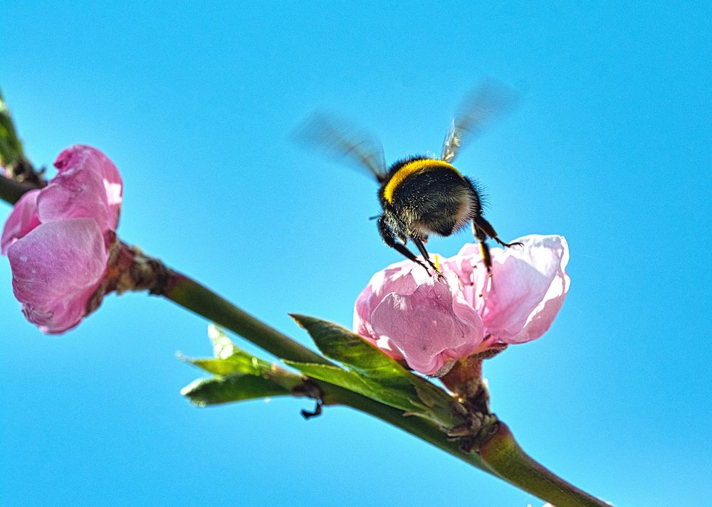 Hummel beim durchstarten in den Frühling