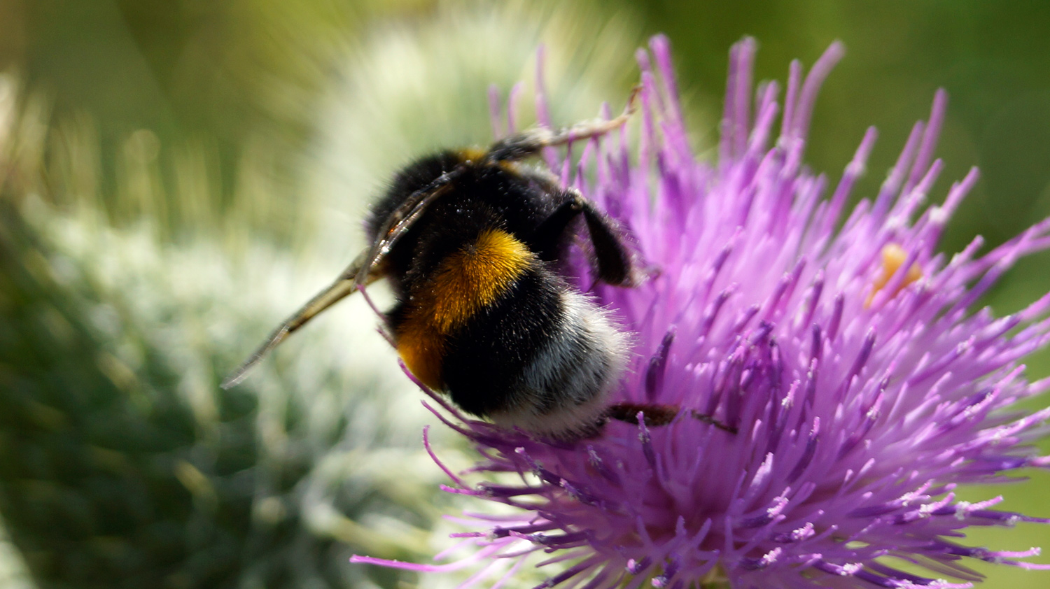 Hummel beim Einkaufen