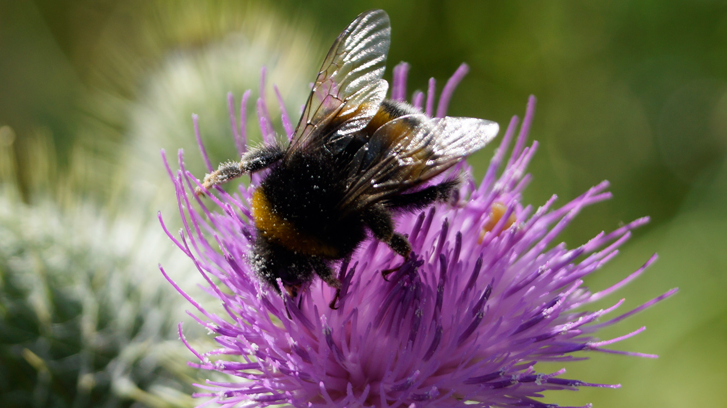 Hummel beim Einkaufen