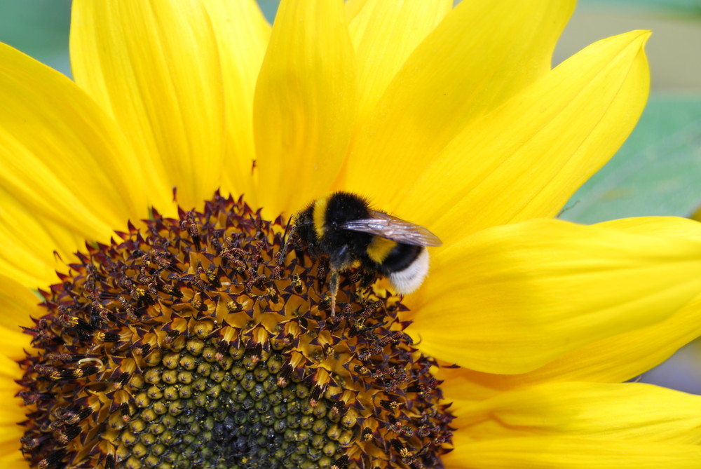 Hummel beim ernten im Sonnenblumefeld