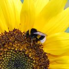 Hummel beim ernten im Sonnenblumefeld