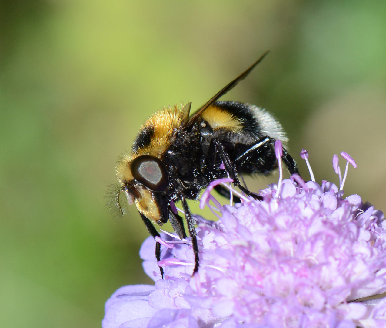 Hummel beim Festmahl !!!