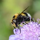 Hummel beim Festmahl !!!