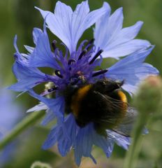 Hummel beim Festschmaus