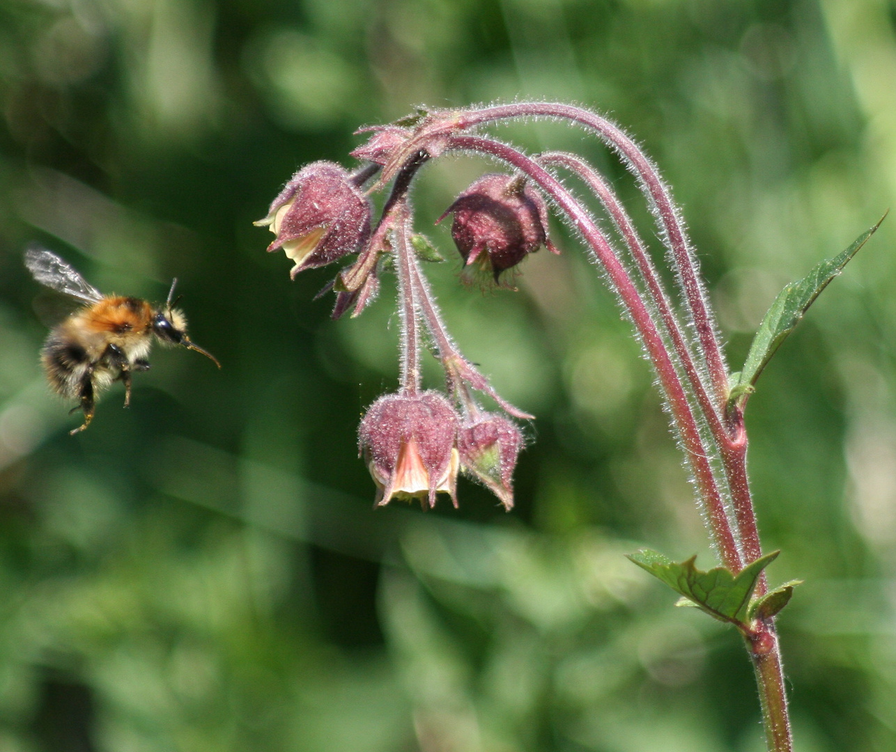 Hummel beim Fliegen