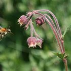 Hummel beim Fliegen