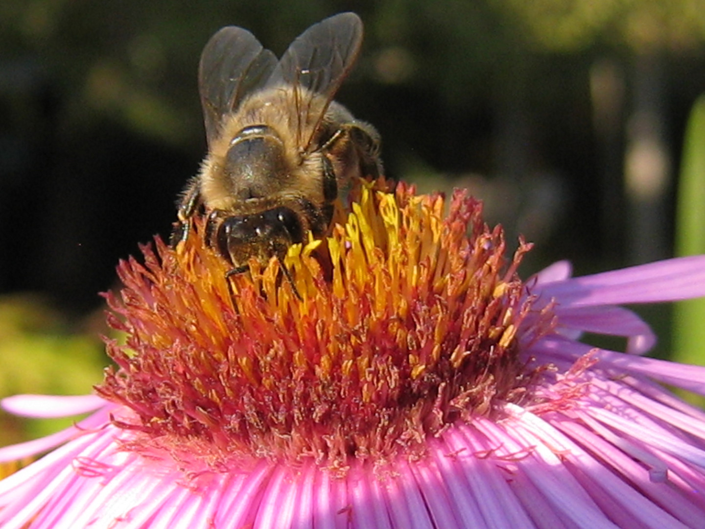 Hummel beim fressen