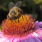 Hummel beim fressen