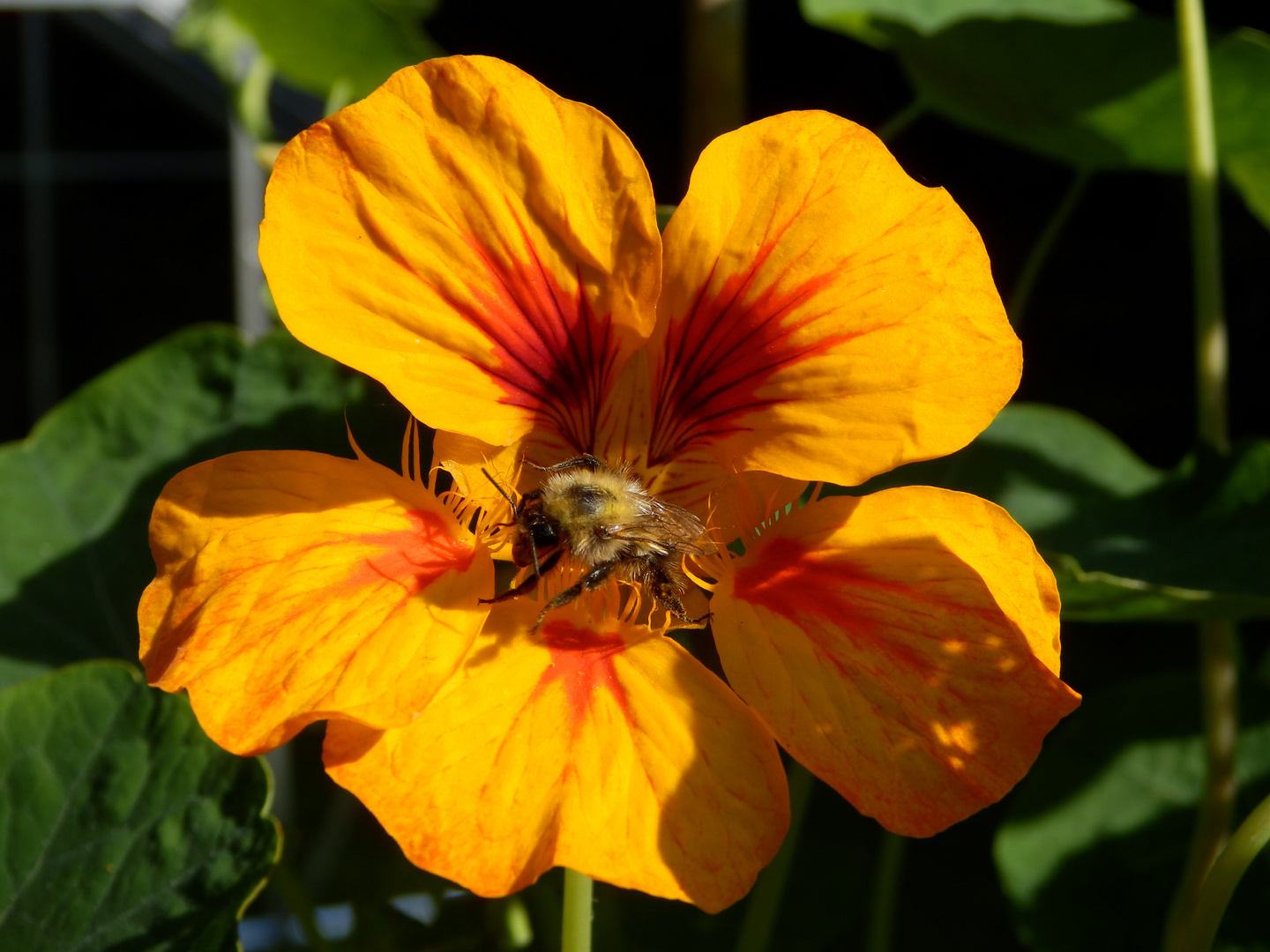 Hummel beim Frisieren