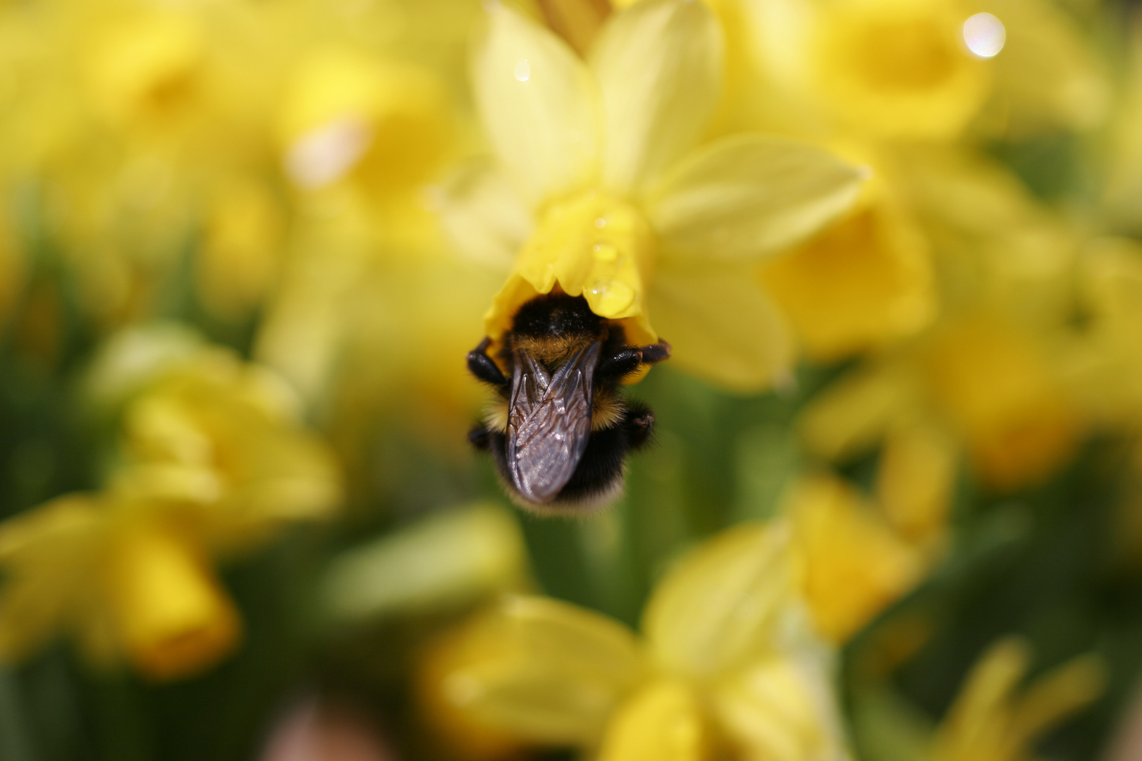 Hummel beim Frühstück