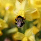 Hummel beim Frühstück