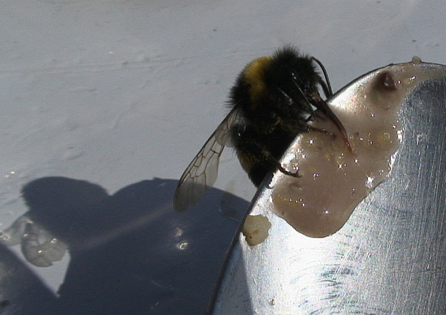 Hummel beim Frühstück