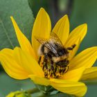 Hummel beim Frühstück